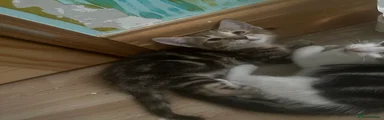 Mixed Breed Kitten 2