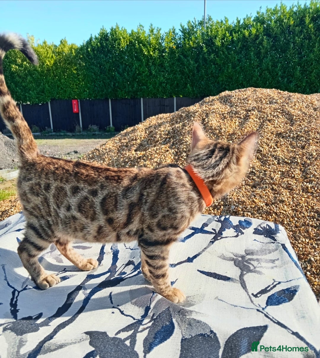 Bengal cats for sale: Bengal beatiful lovely kittens ready for new home  - Image 4