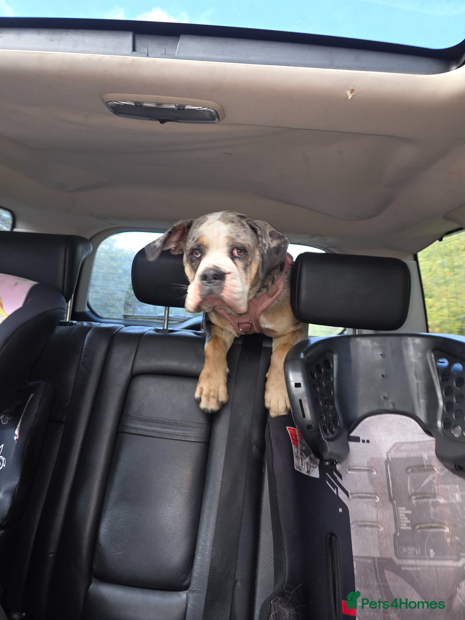 Old Tyme Bulldog dogs for sale: Female old tyme bulldog  - Advert 7