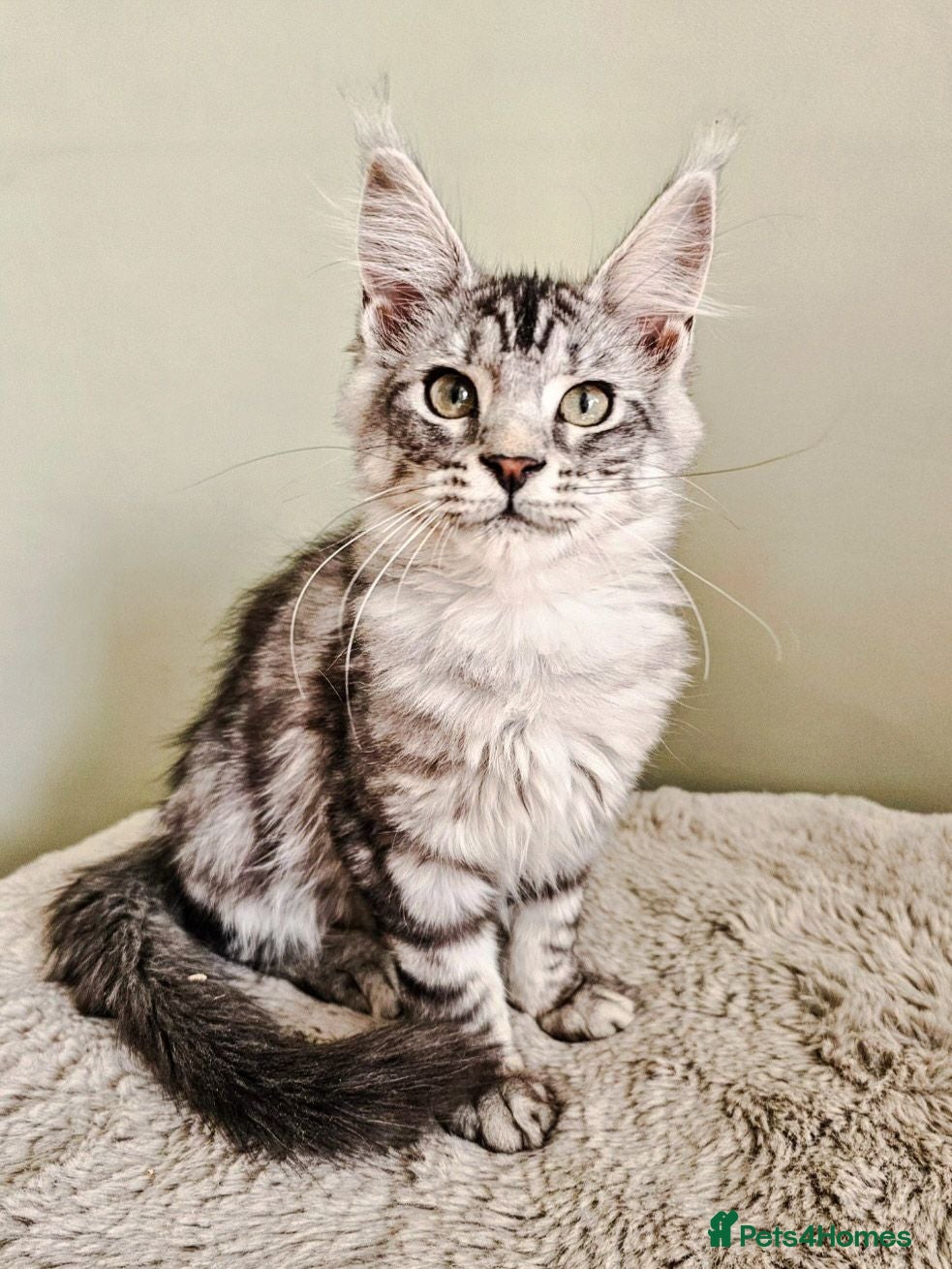 Maine Coon cats Stunning Maine Coon kittens  - Advert 2