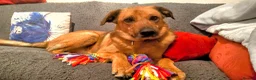 Mixed Breed dogs for sale: Dog looking for loving home - Advert 4