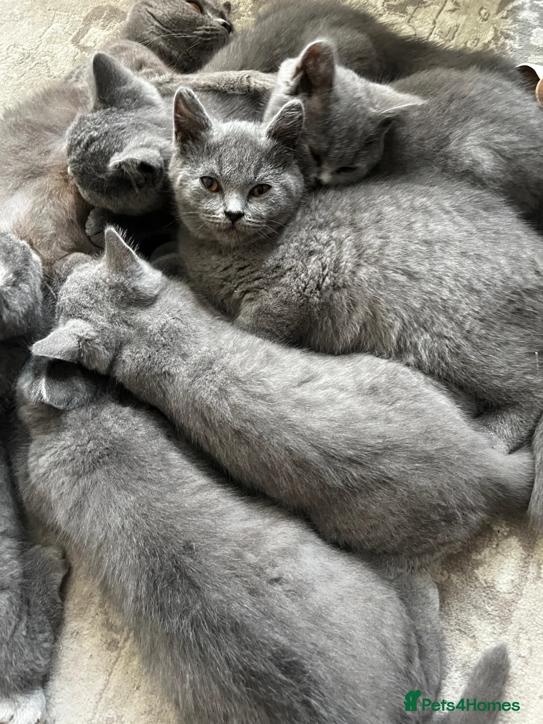 British Shorthair cats for sale: Blue British short hair kittens for sale  - Advert 1