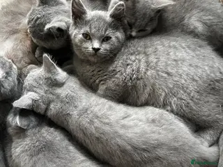 British Shorthair cats Blue British short hair kittens for sale - Advert 2
