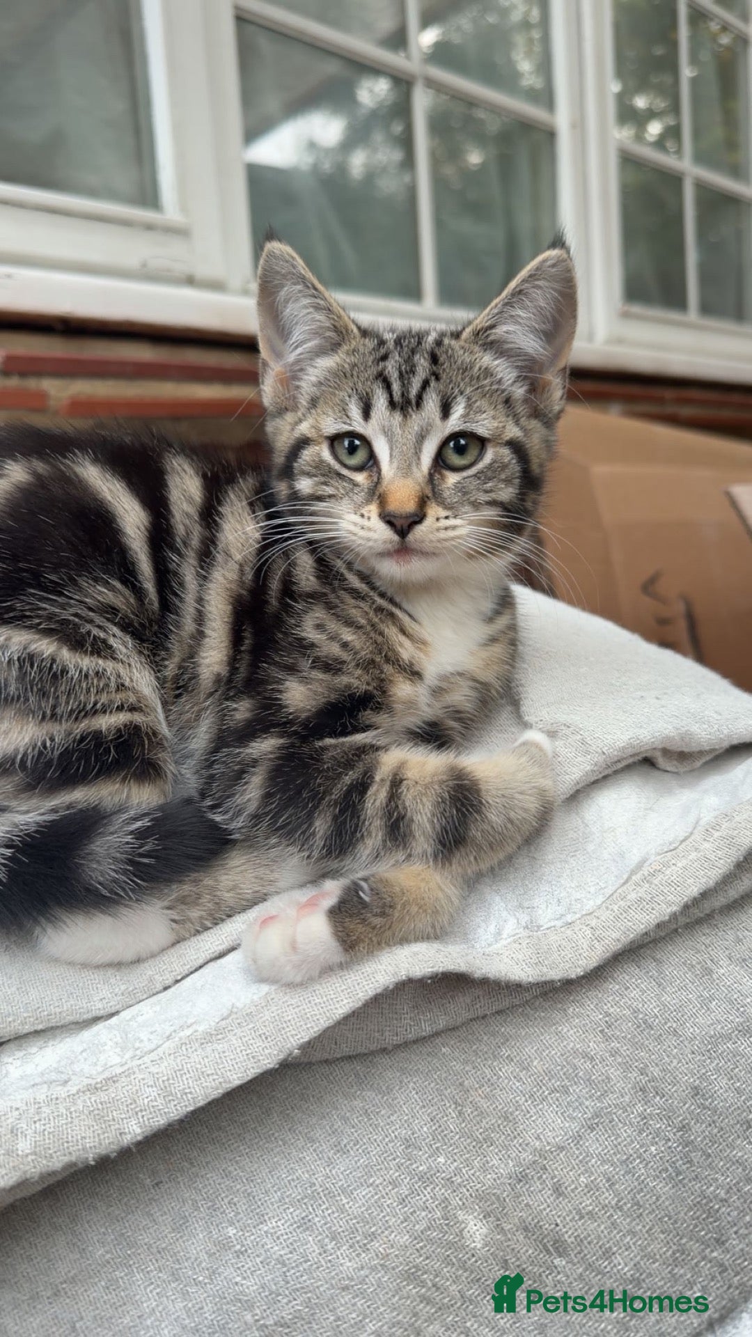 European cats Female tabby kitten - Advert 5