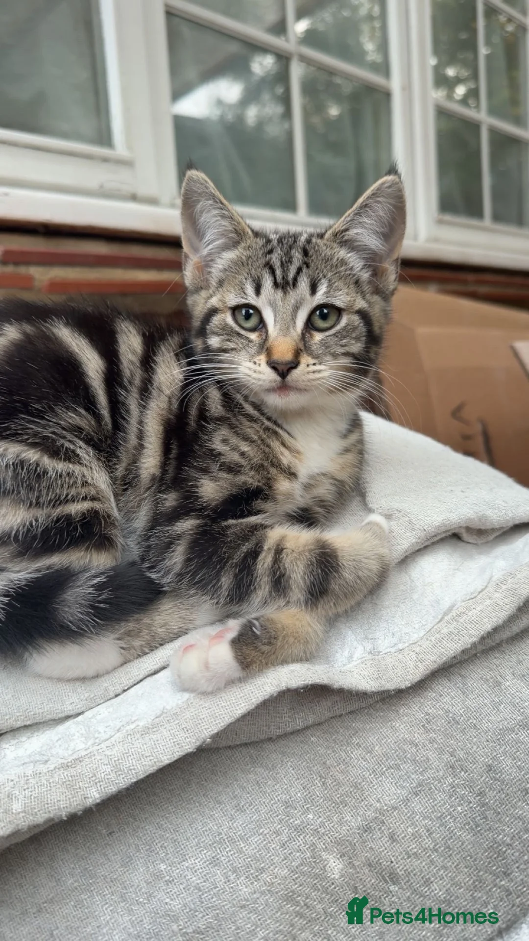 European cats for sale: Female tabby kitten - Advert 1