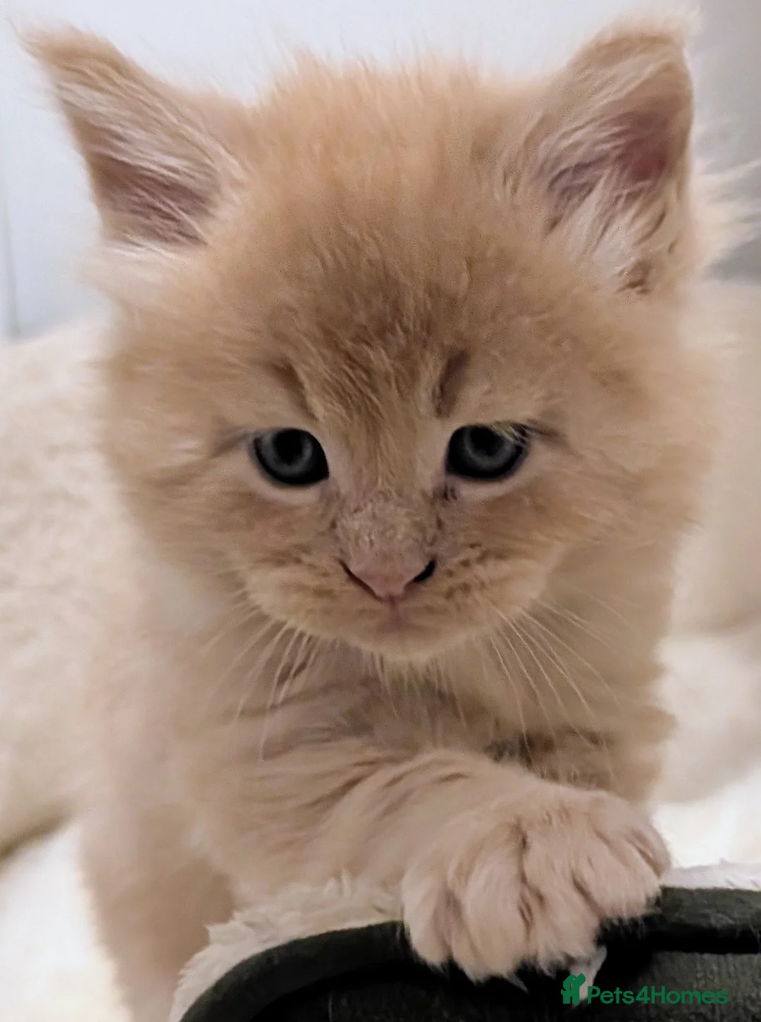 Maine Coon cats for sale: Beautiful Tica Registered Maine Coon Kittens  - Advert 29