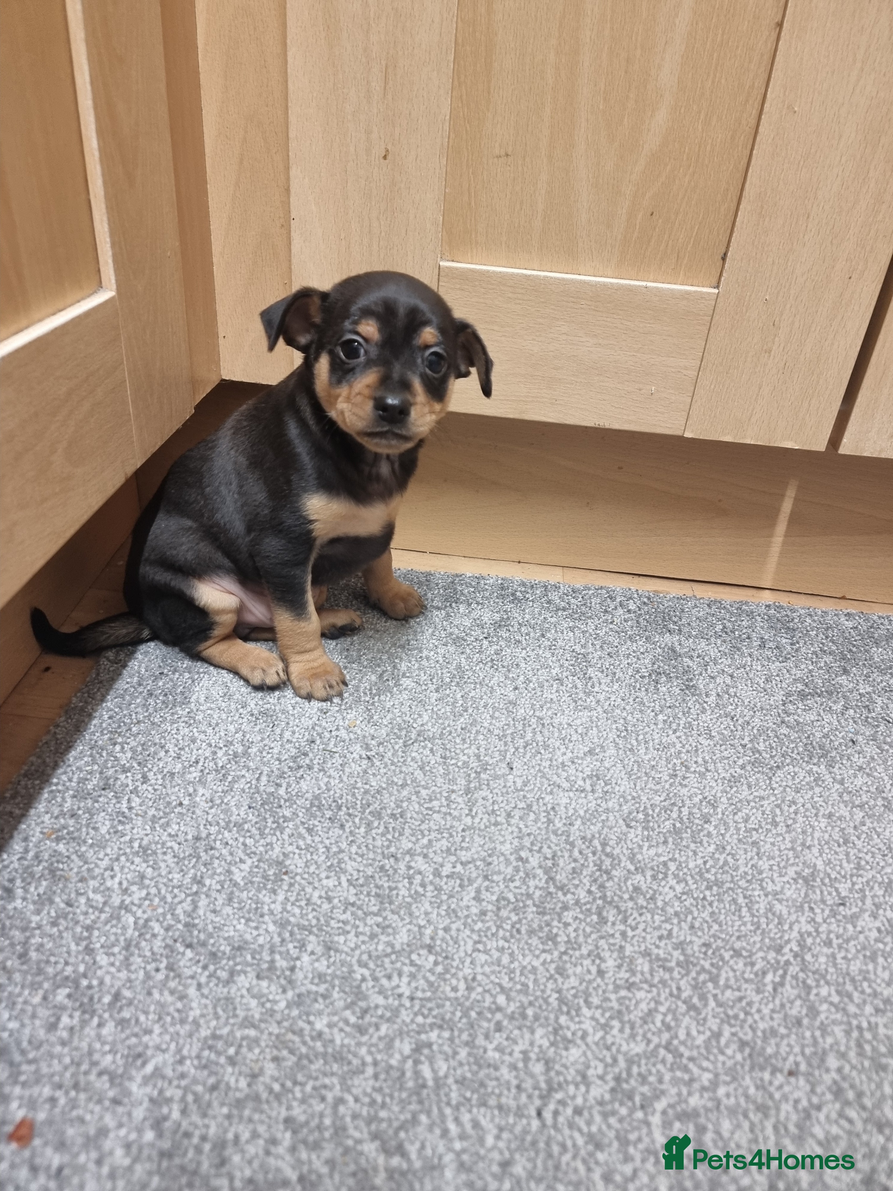 German Pinscher dogs Pincher - Advert 13