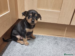 German Pinscher dogs Pincher - Advert 13