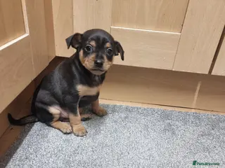 German Pinscher dogs Pincher - Advert 1