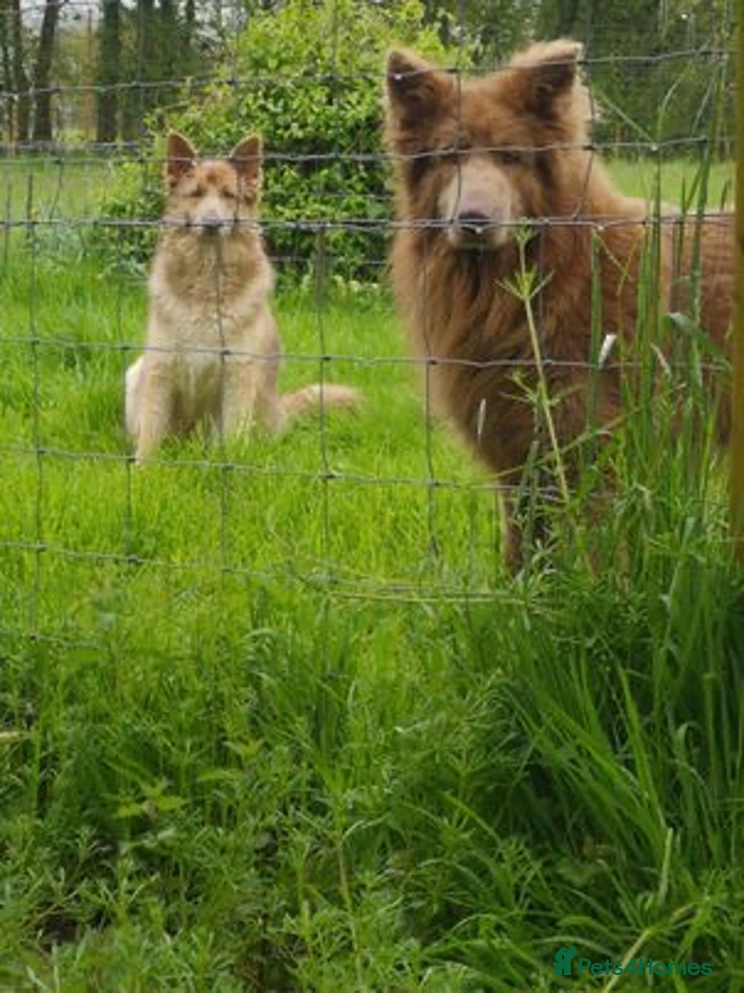 German Shepherd dogs for sale: German Shepherd puppies health tested  - Image 1
