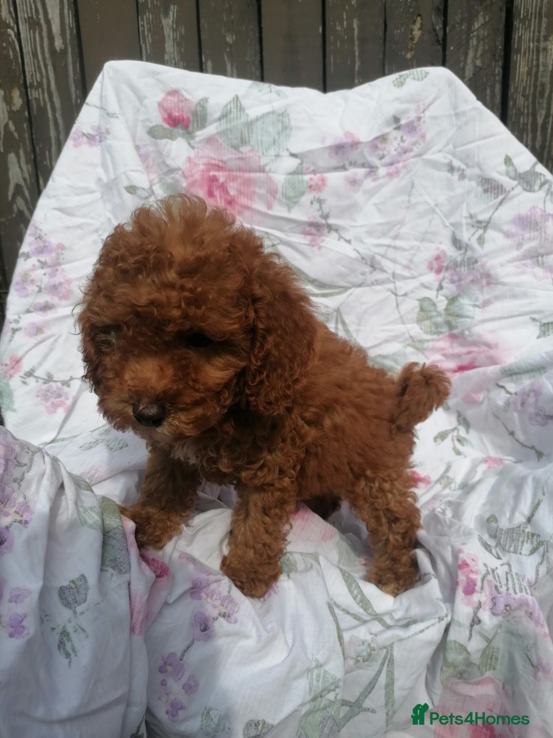 Miniature Poodle dogs for sale: Miniature poodles  - Image 17