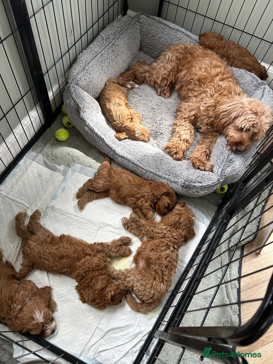 Cockapoo dogs for sale: Toy Cockapoo puppies - ready now - Advert 13