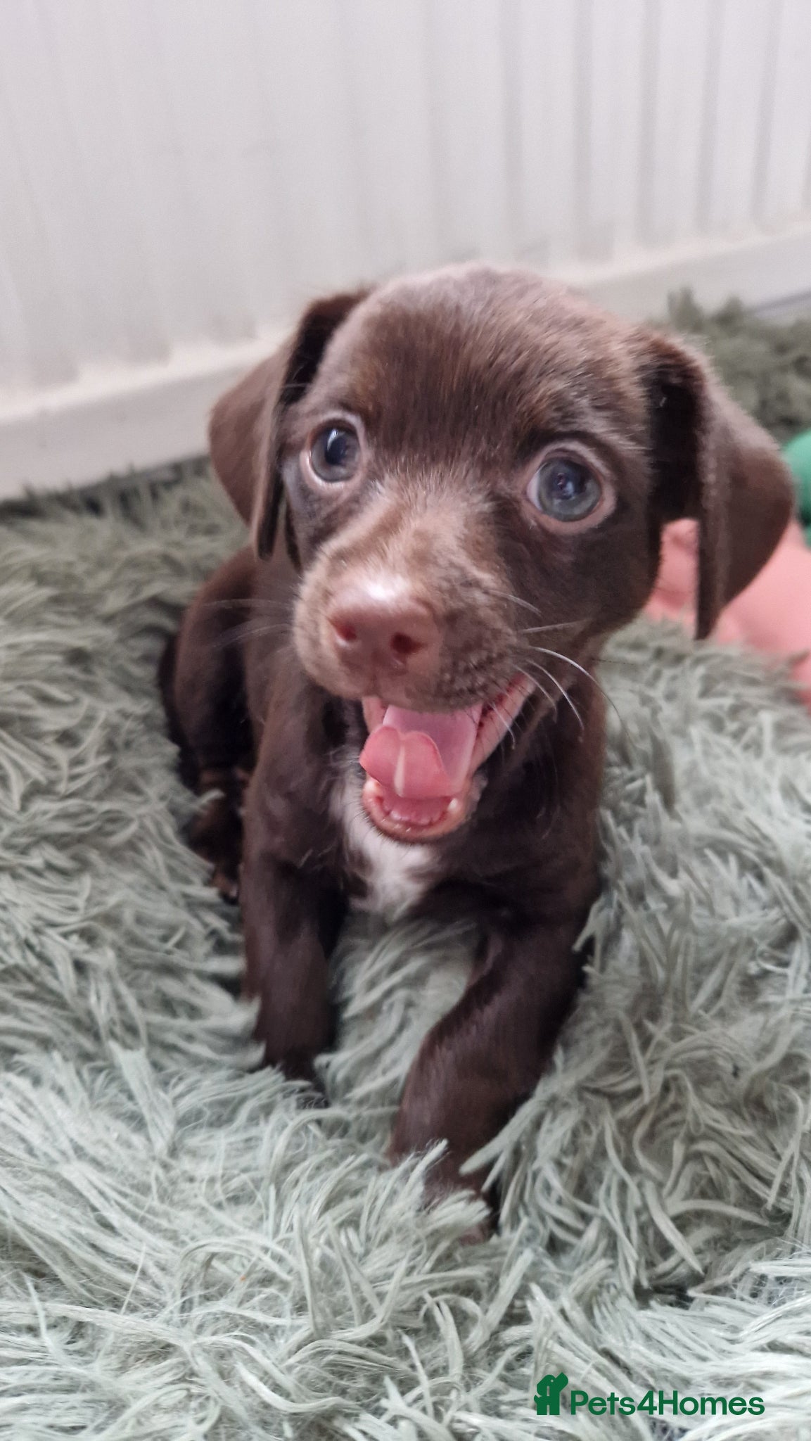 Mixed Breed dogs Female jackchi puppy waiting for forever home - Advert 1