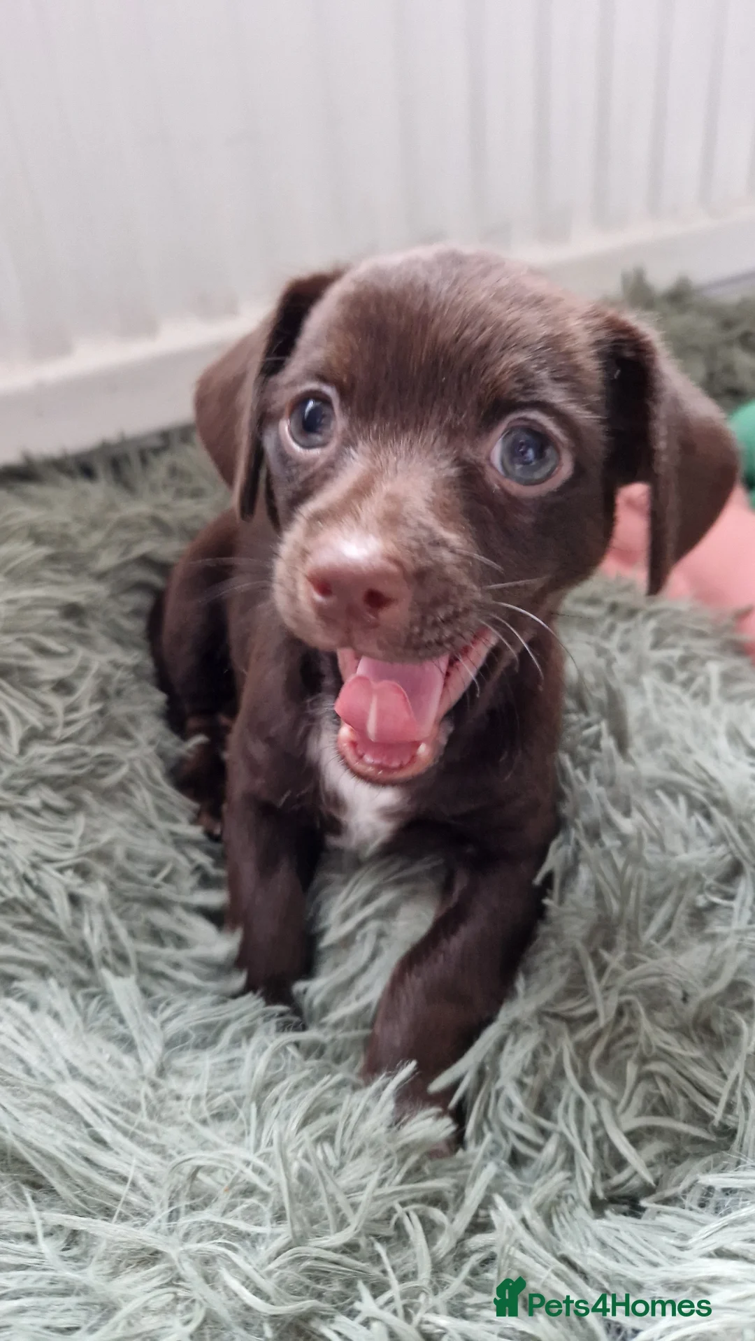 Mixed Breed dogs for sale: Female jackchi puppy waiting for forever home - Advert 1