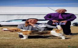 Beagle dogs for stud: Champion Beagle available for Stud - Image 2