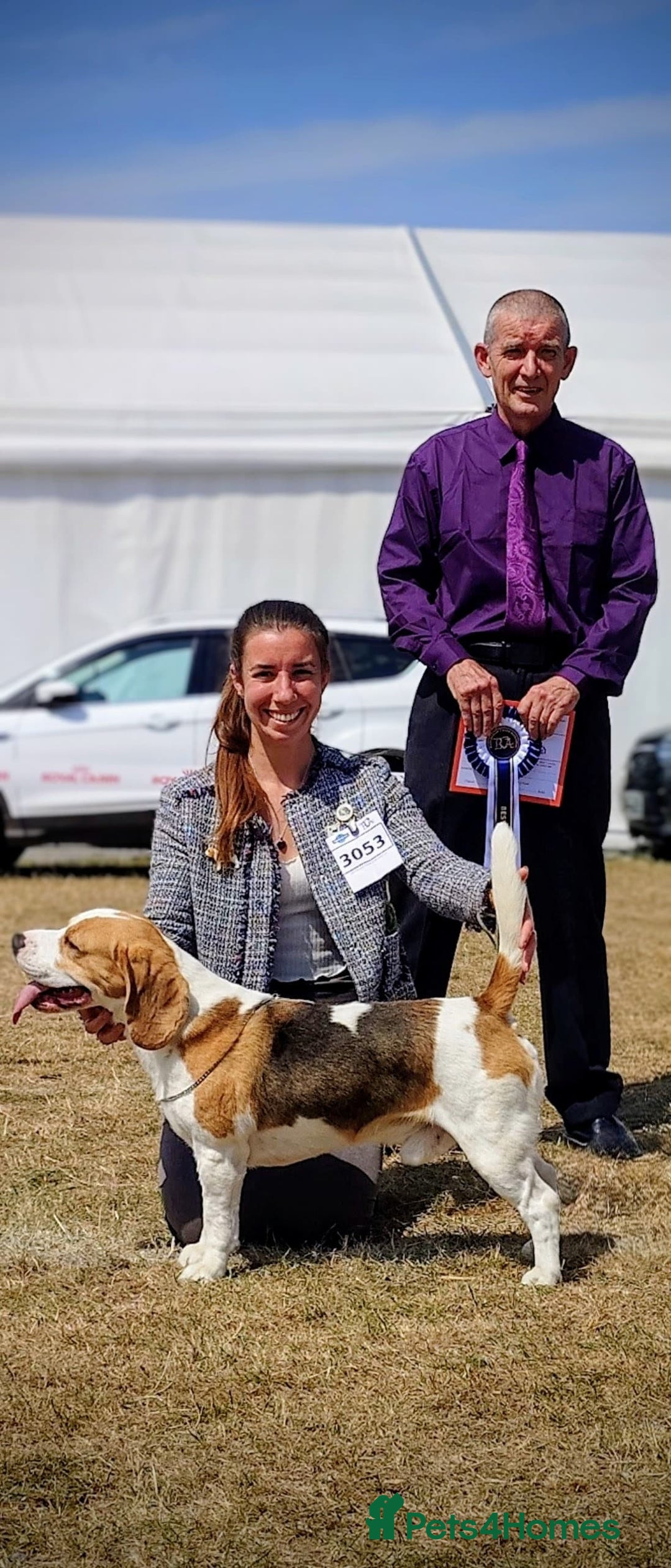 Beagle dogs for stud: Champion Beagle available for Stud - Image 2