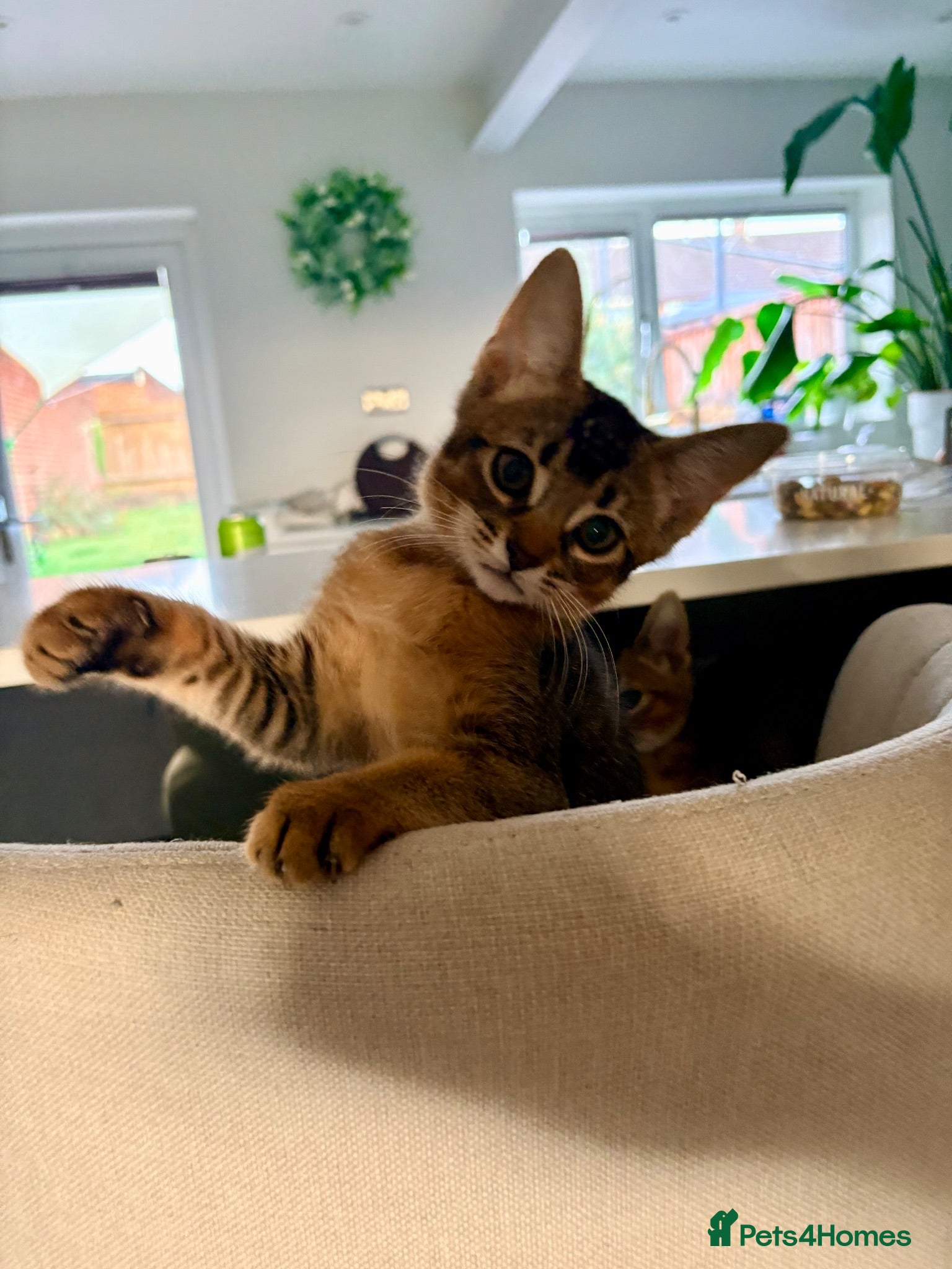 Mixed Breed cats Two Beautiful Abyssinian Cross Girls - Advert 2