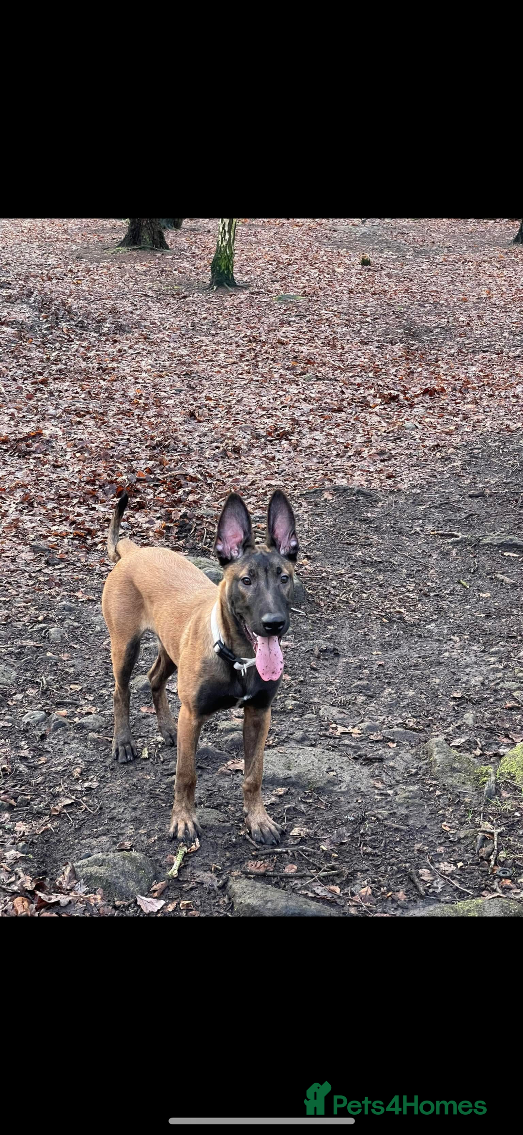 Belgian Shepherd Dog dogs for sale: Belgian Malinois Male Leeds - Advert 3
