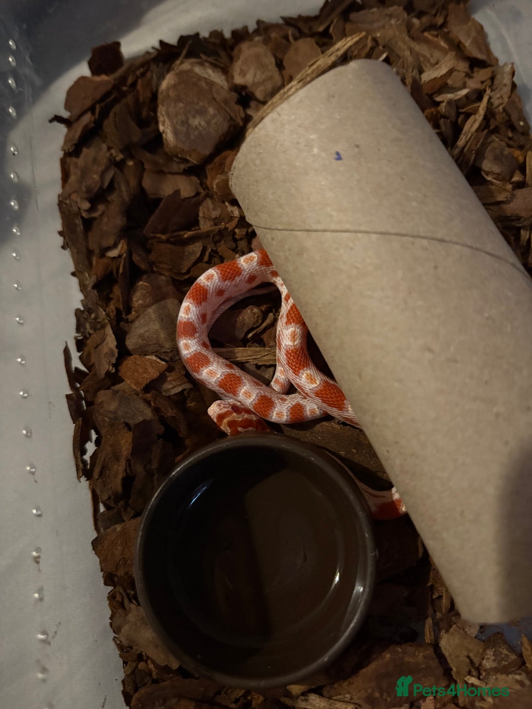 Corn Snake reptiles for sale: 18 beautiful amel Cornsnakes  - Image 4