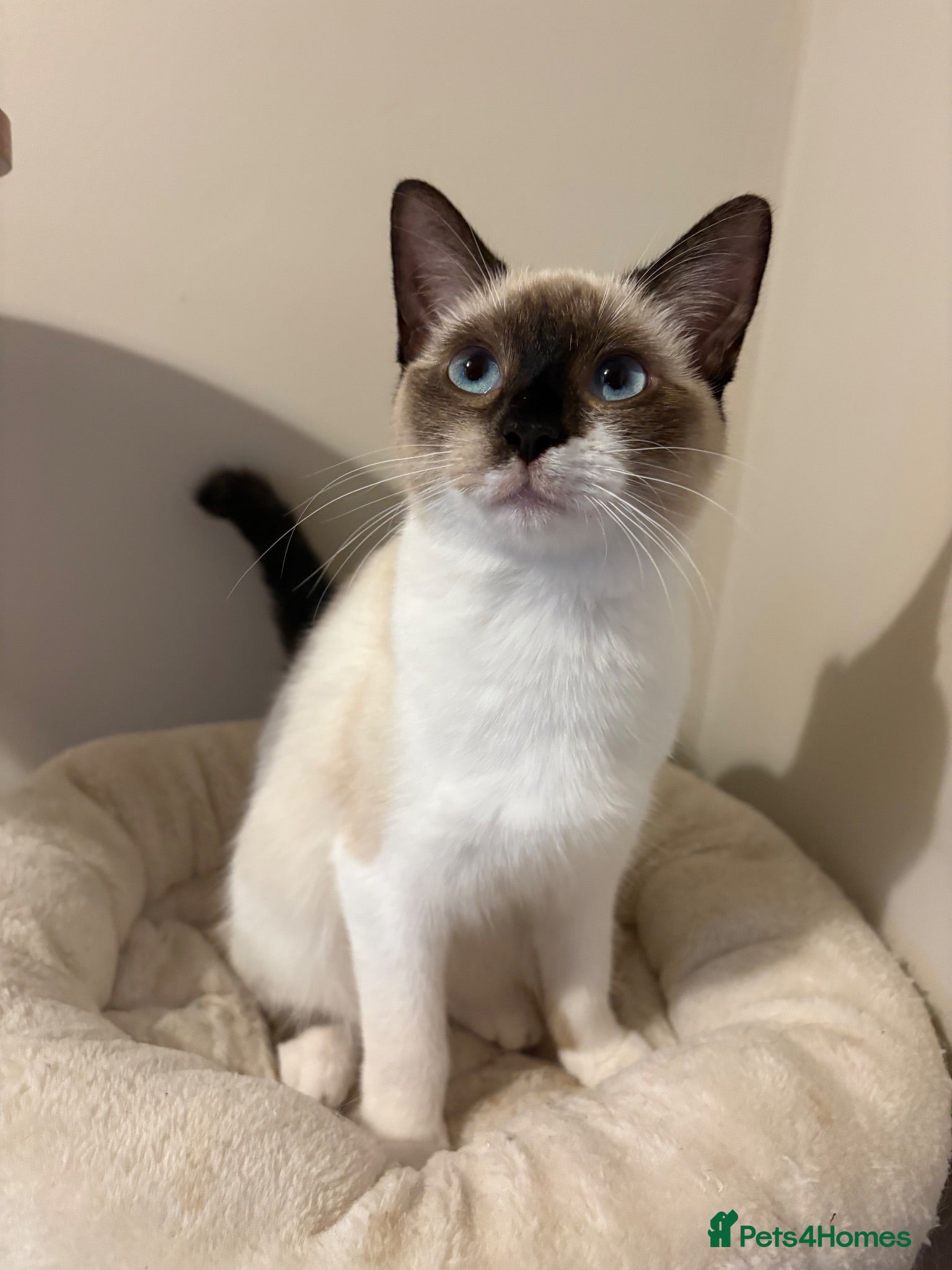 Ragdoll cats 6 month old Ragdoll x Scottish straight - Advert 9