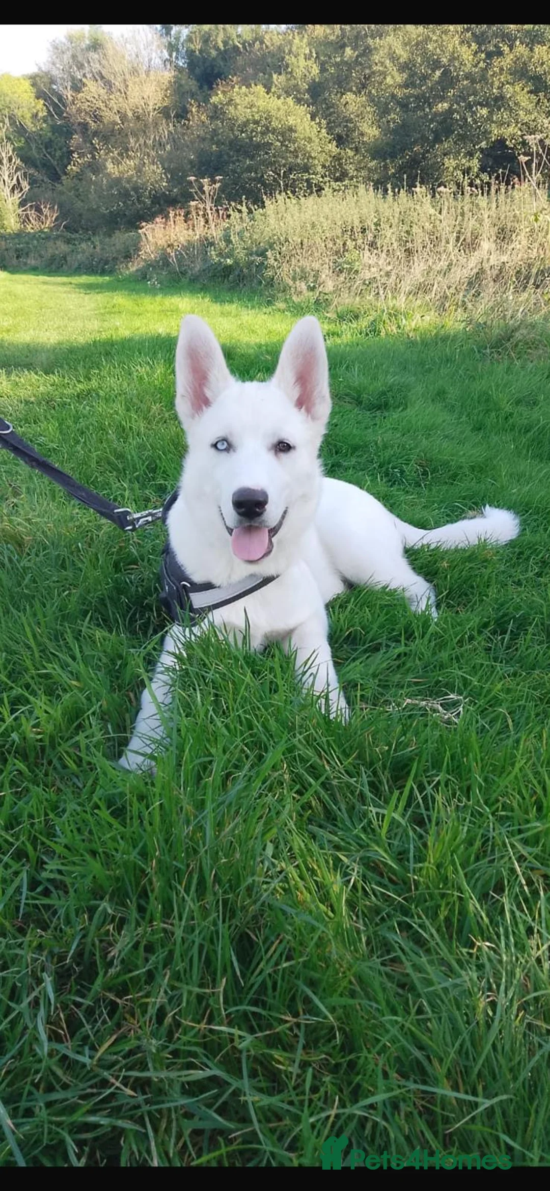 Siberian Husky dogs for stud: White husky stud - Advert 7