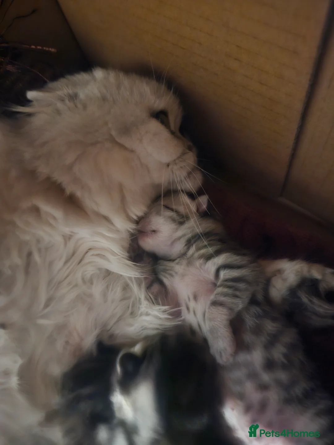 Mixed Breed cats for sale: Scottish Fold Mix Kittens for Sale in Hull - Advert 2