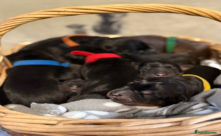 Dobermann dogs - Advert 1