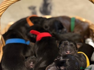 Dobermann dogs - Advert 22