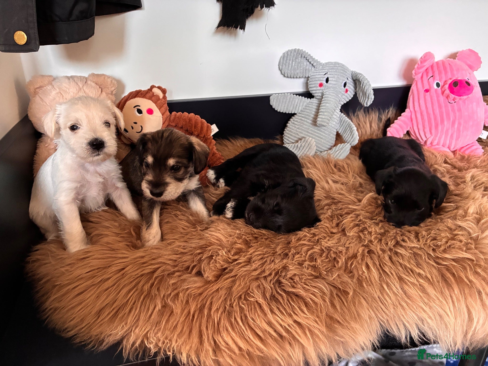 Miniature Schnauzer dogs KC Registered Miniature Schnauzer Pups x4 - Advert 2