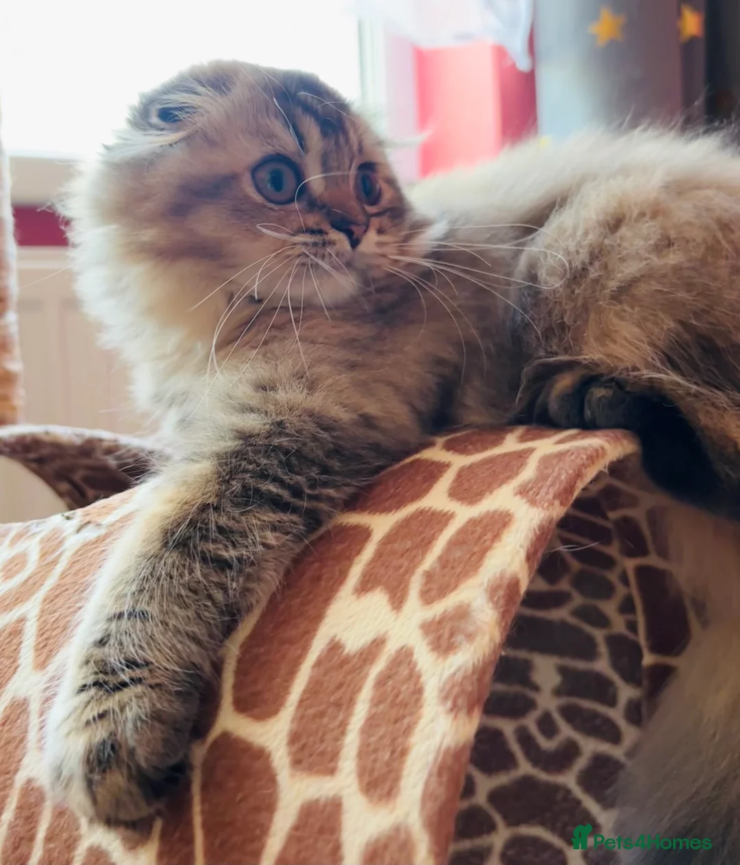 Scottish Fold cats for sale: Scottish fold kitten - Advert 6