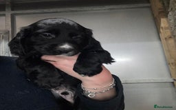 Sprocker dogs for sale: Sprocker spaniels  - Image 3