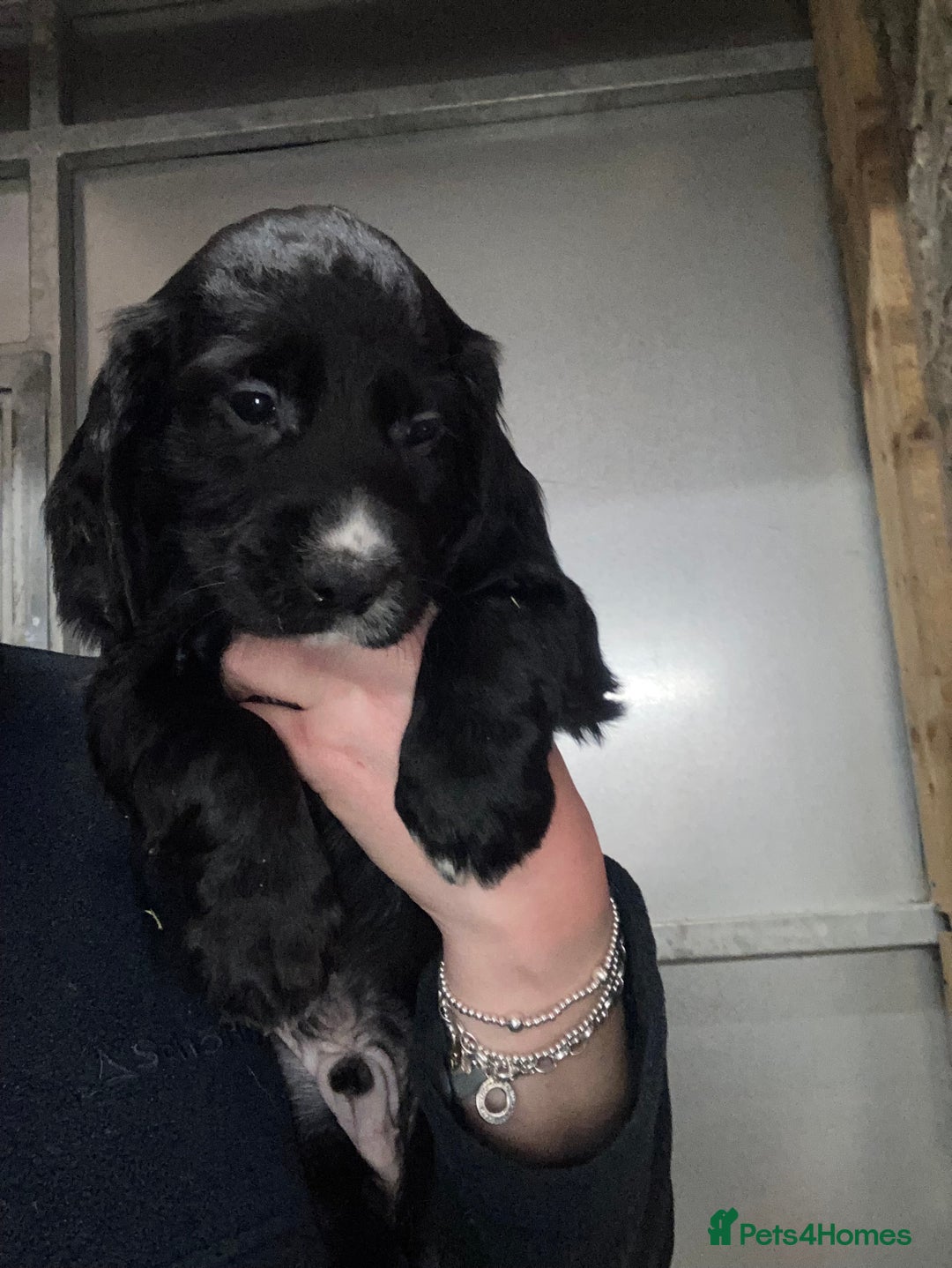 Sprocker dogs for sale: Sprocker spaniels  - Image 3