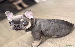 French Bulldog dogs for sale: Beautiful female frenchie  - Image 7
