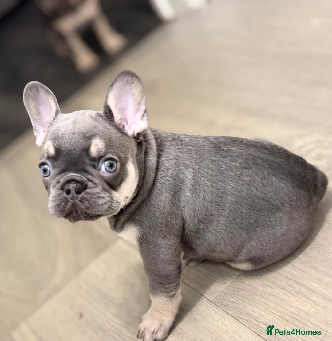 French Bulldog dogs for sale: Beautiful female frenchie  - Image 7
