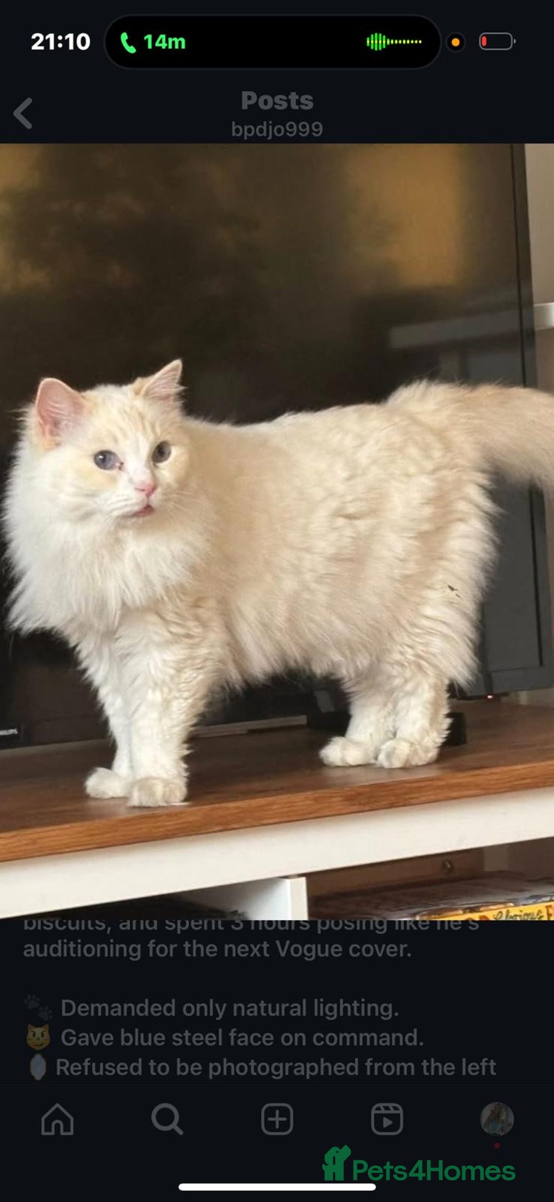 Ragdoll cats for sale: Apollo - Image 1