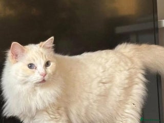 Ragdoll cats - Advert 32