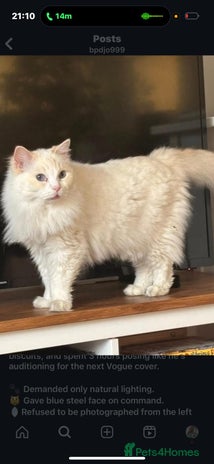 Ragdoll cats - Advert 16