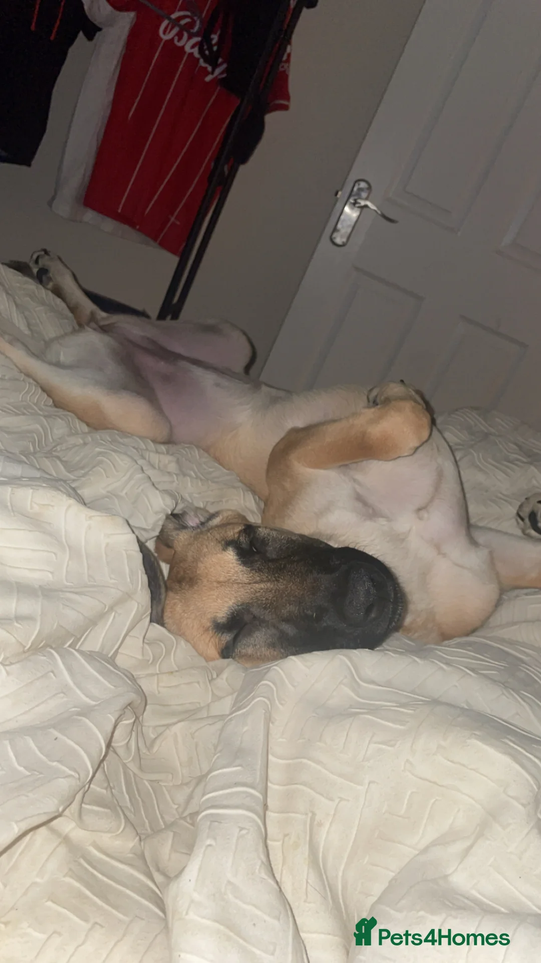 Belgian Shepherd Dog dogs for sale: Fendi in Sutton-in-Ashfield - Advert 2