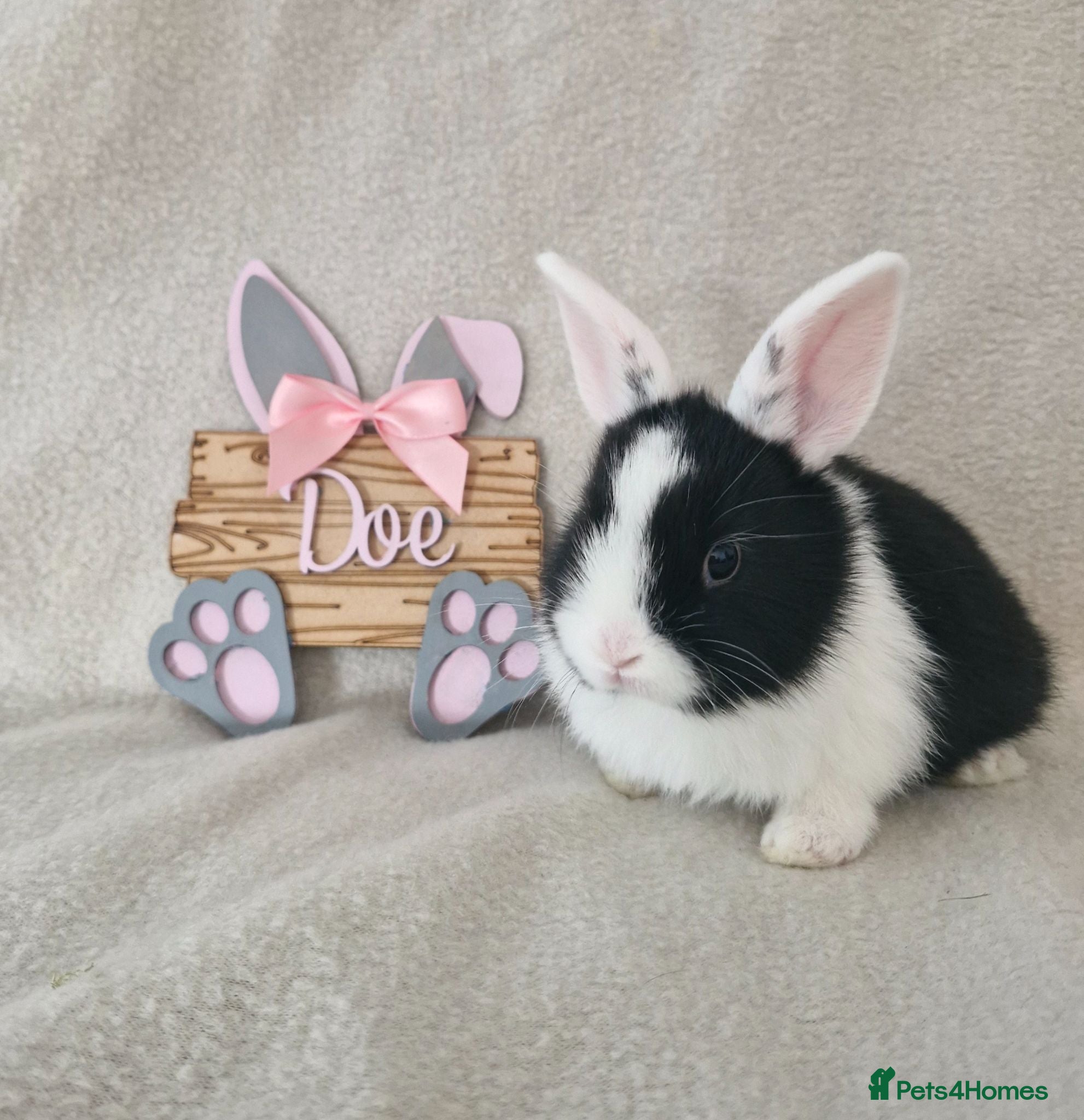 Mini Lop rabbits Mini Lop X Dutch X Netherland Dwarf Babies - Advert 7