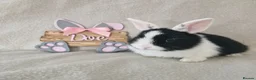Mini Lop rabbits for sale: Mini Lop X Dutch X Netherland Dwarf Babies - Advert 1