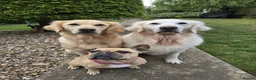 Golden Retriever dogs for sale: KC Reg Puppies, Fully Health-Tested Parents 🐾 - Advert 8