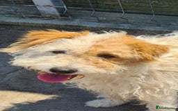 Mixed Breed dogs for adoption: Polly Pocket 8kg small breed - Image 1