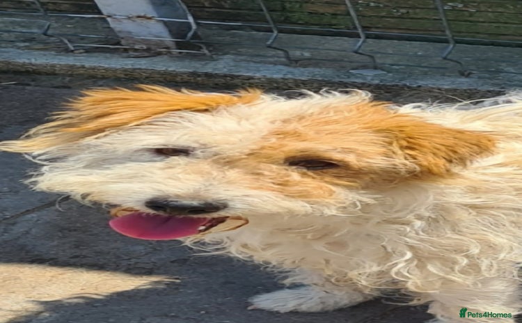Mixed Breed dogs - Advert 1