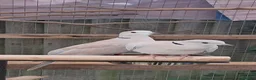 Doves birds for sale: Beautiful Pair of Barbary Doves - Advert 2