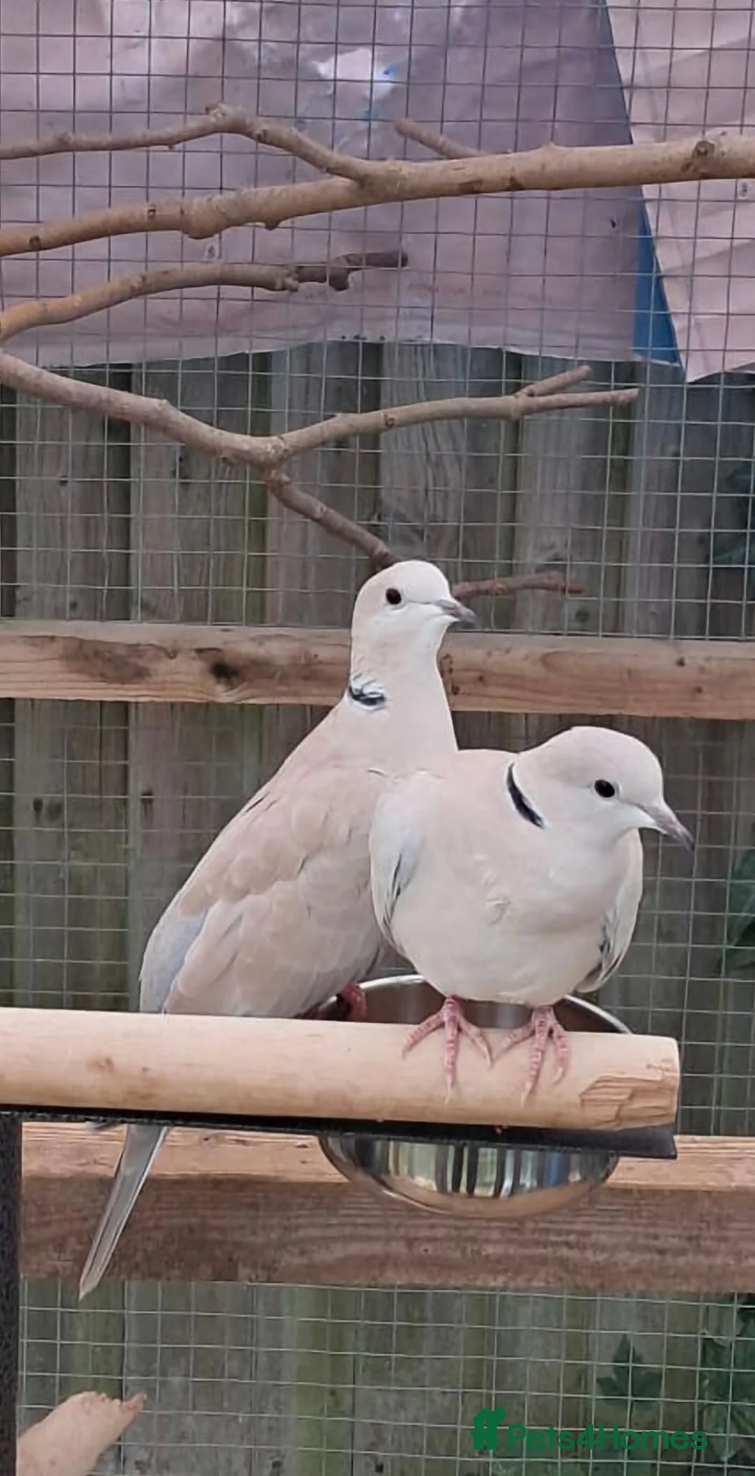 Doves birds for sale: Beautiful Pair of Barbary Doves - Advert 2