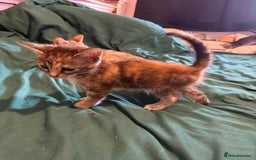 Mixed Breed cats for sale: 5 beautiful European short hair calico tabby’s  - Image 16