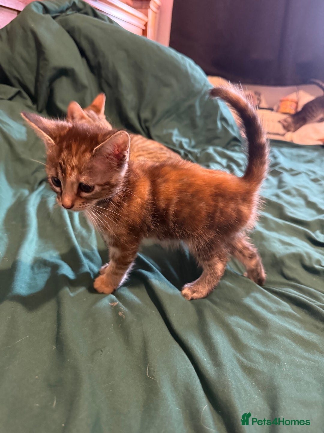 Mixed Breed cats for sale: 5 beautiful European short hair calico tabby’s  - Image 16