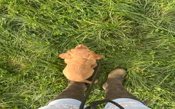 Cocker Spaniel dogs for sale: registered cocker spaniel pup for sale - Image 15