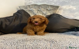 Cockapoo dogs for sale: Cockapoo  - Image 5
