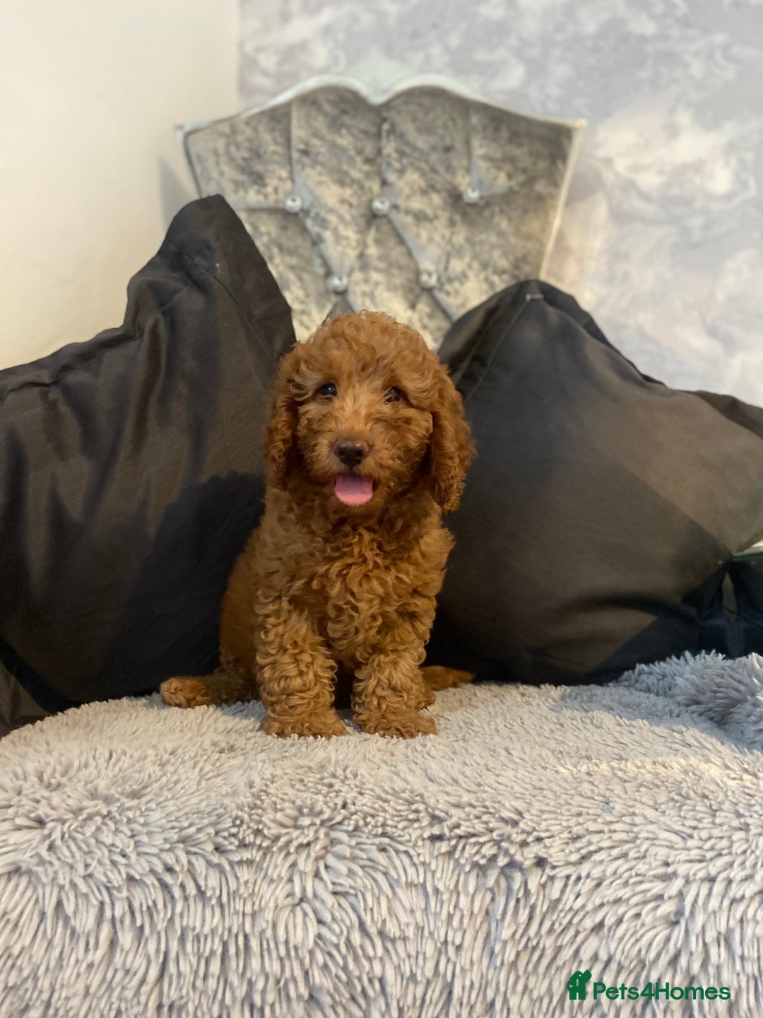 Cockapoo dogs for sale: Cockapoo  - Image 5